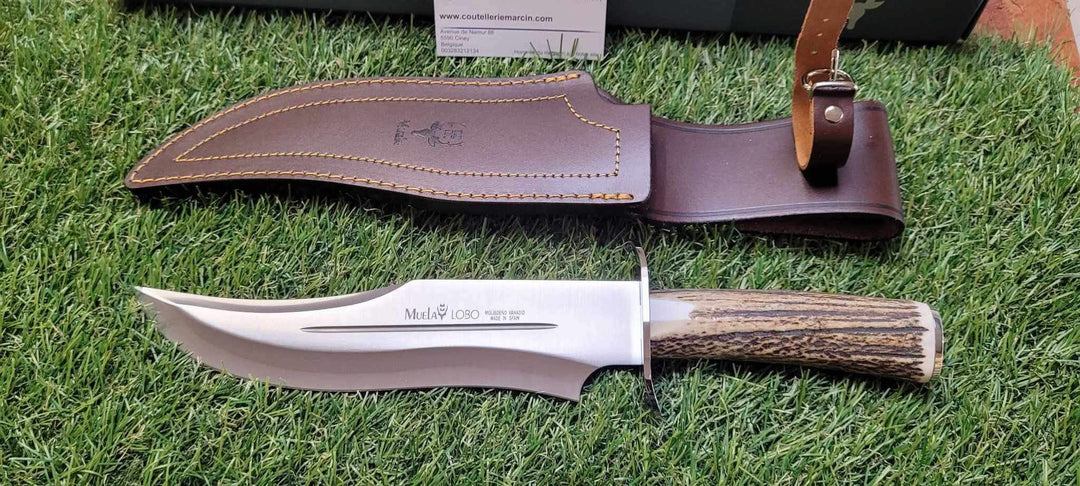 Muela Lobo Bois de cerf -