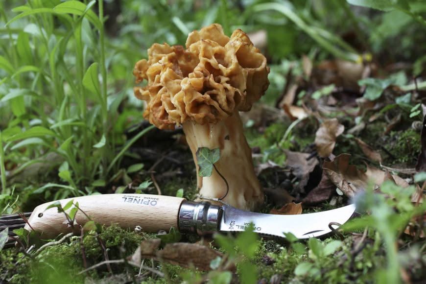 Opinel N°08 Champignon avec brosse en soies de sanglier – Coutellerie Marcin