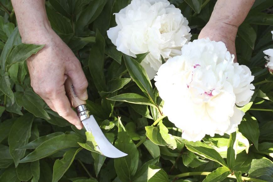 Opinel Serpette-Greffoir N°08 avec lame courbe de 8 cm – Coutellerie Marcin